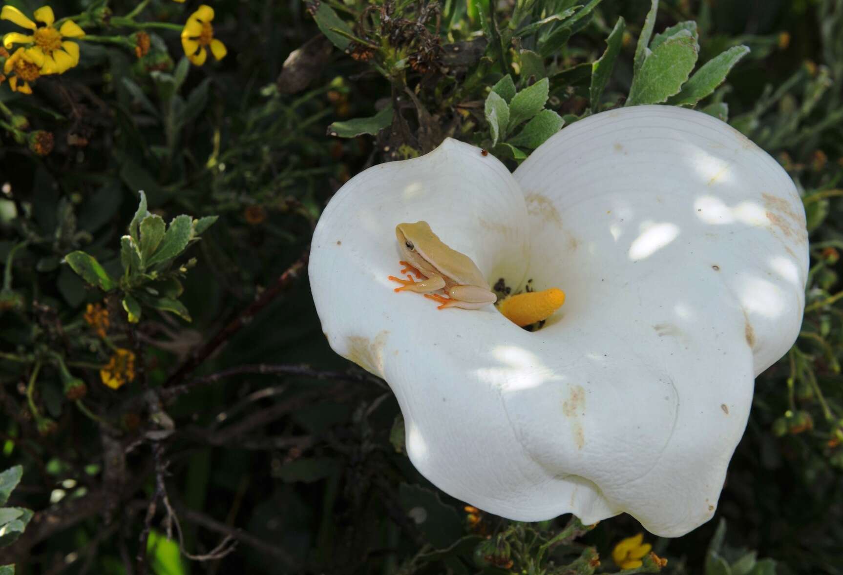 Image of Arum lily frog