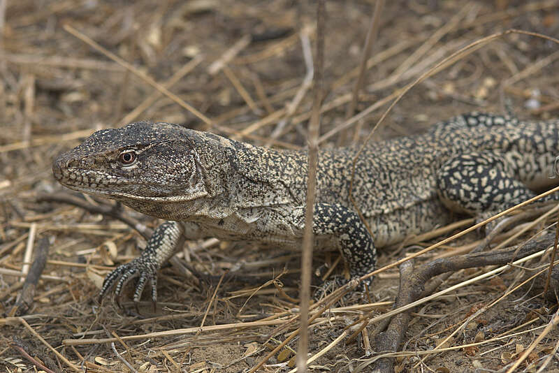 صورة Callopistes flavipunctatus (Duméril & Bibron 1839)