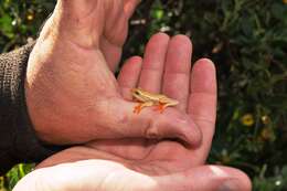 Image of Arum lily frog