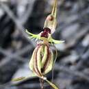Image of Crab–lipped spider orchid