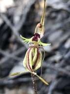 Caladenia plicata Fitzg.的圖片