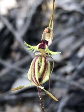 Image of Crab–lipped spider orchid