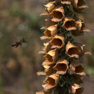 Imagem de Digitalis ferruginea L.