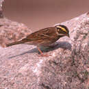 Image of Yellow-browed Bunting