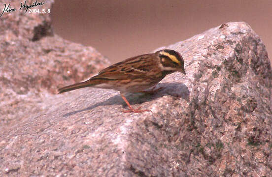 Image of Yellow-browed Bunting