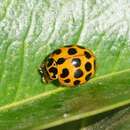 Image of Lady beetle