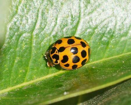 Слика од Harmonia conformis (Boisduval 1835)