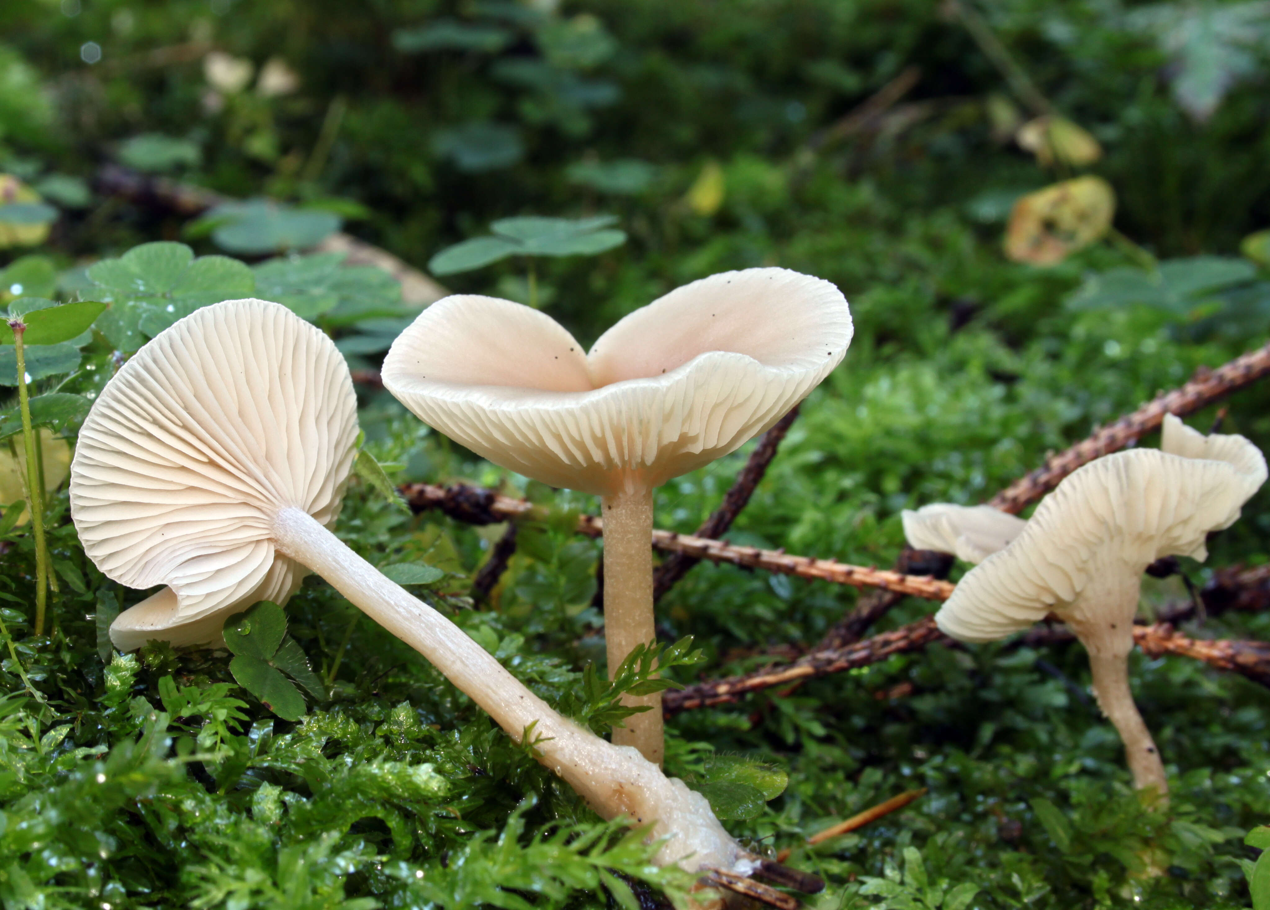 Image of Clitocybe fragrans (With.) P. Kumm. 1871