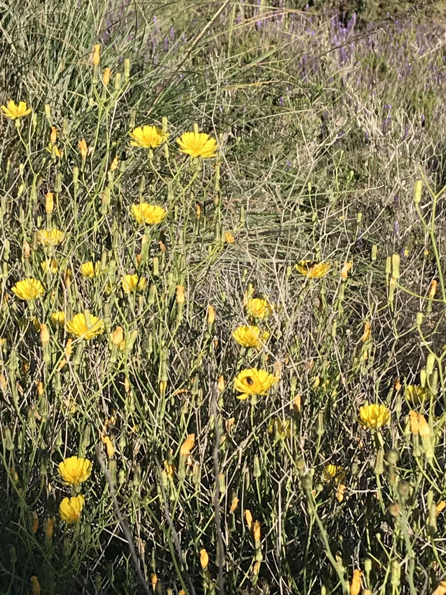 Image of Launaea lanifera Pau