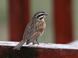 Image of Cape Bunting