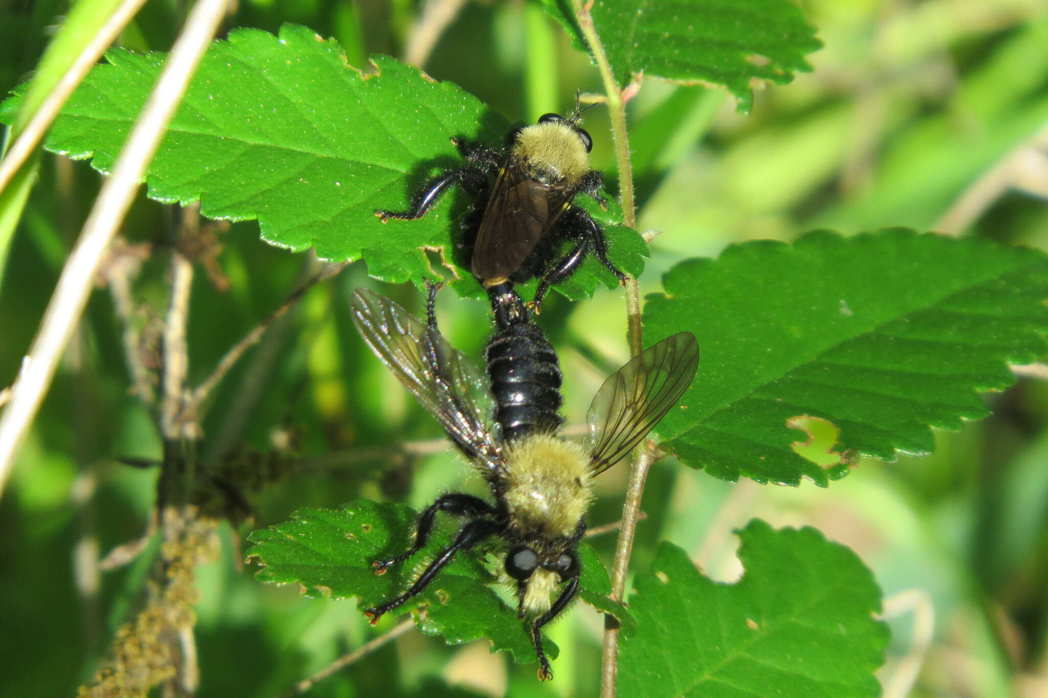 صورة Laphria flavicollis Say 1824