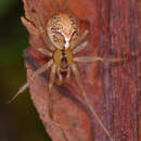 Image of Painted Cobweb Weaver