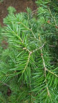 Image of subalpine fir