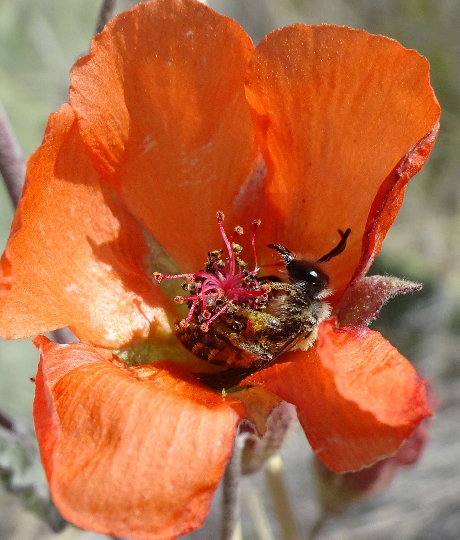 Image of Andrena sphaeralceae Linsley 1939