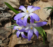 Image de Scilla luciliae (Boiss.) Speta