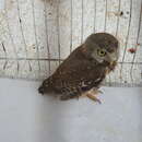 Image of Colima Pygmy Owl