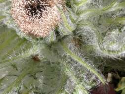 Image of Elk Thistle