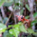 Image of Gasteracantha versicolor (Walckenaer 1841)