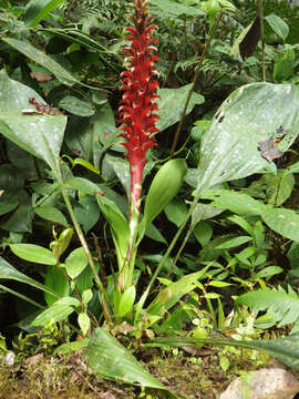 Image of Pitcairnia nigra (Carrière) André