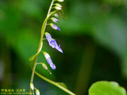 Image de Rhynchoglossum obliquum Blume