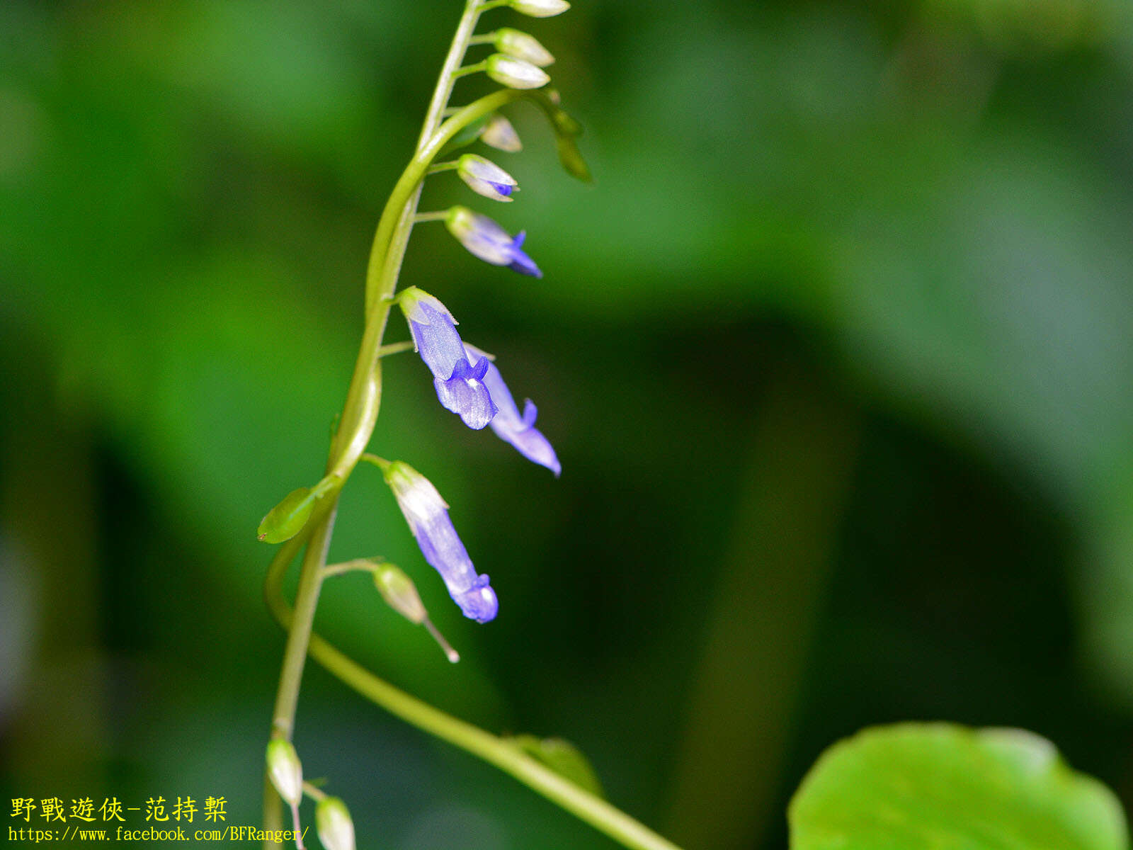 Image of Rhynchoglossum obliquum Blume