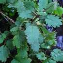 Image of Jovellana repens (Hook. fil.) Kränzl.