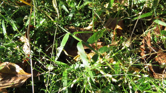 Imagem de Panicum pygmaeum R. Br.