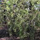 Image of Persoonia pinifolia R. Br.