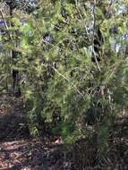 Image of Persoonia pinifolia R. Br.