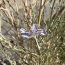 Image of Antelope Island skeletonplant