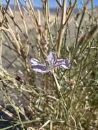 Image of Antelope Island skeletonplant