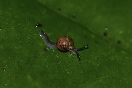 Image of Ovachlamys Habe 1946