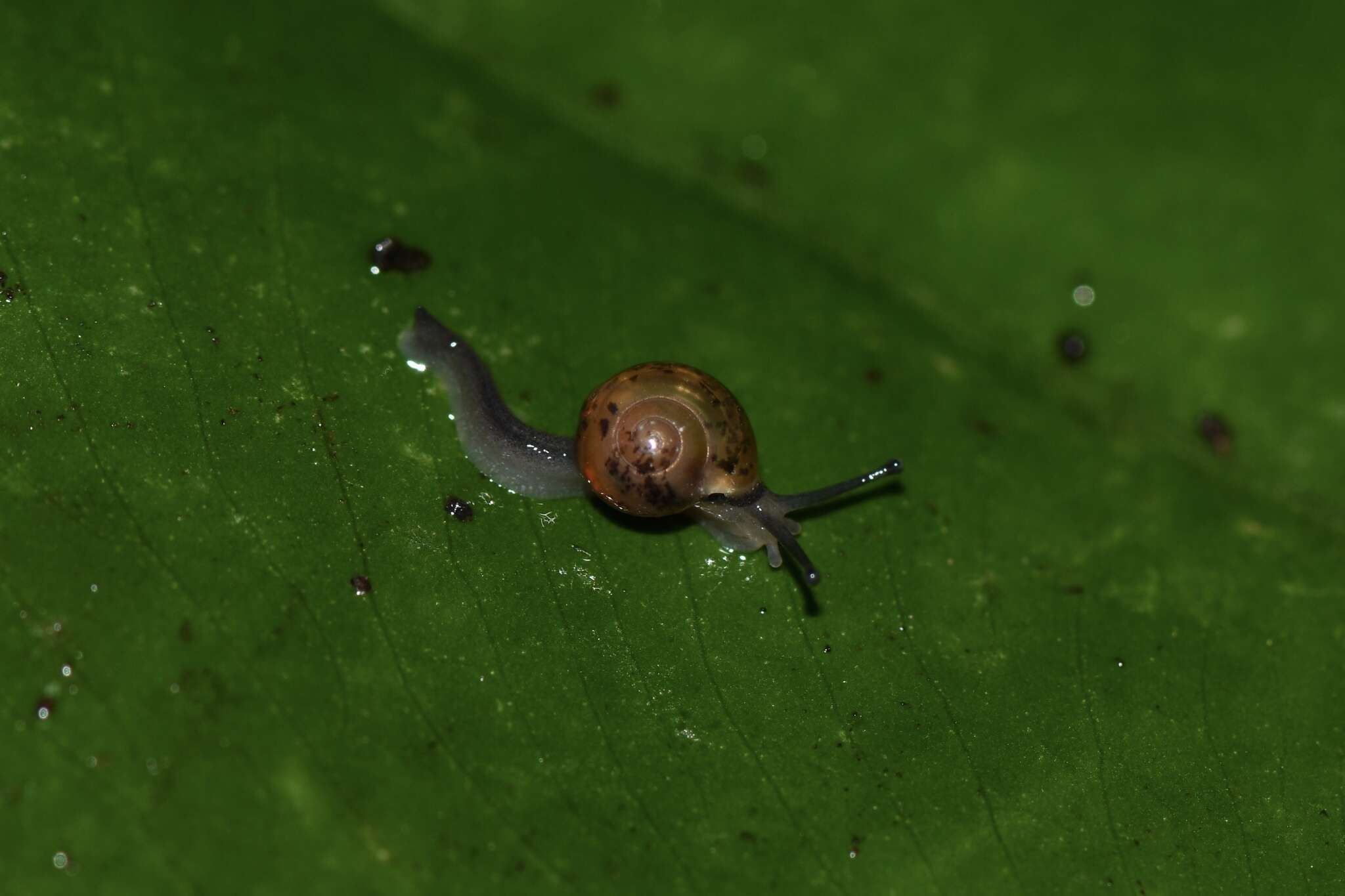 Image of Ovachlamys Habe 1946