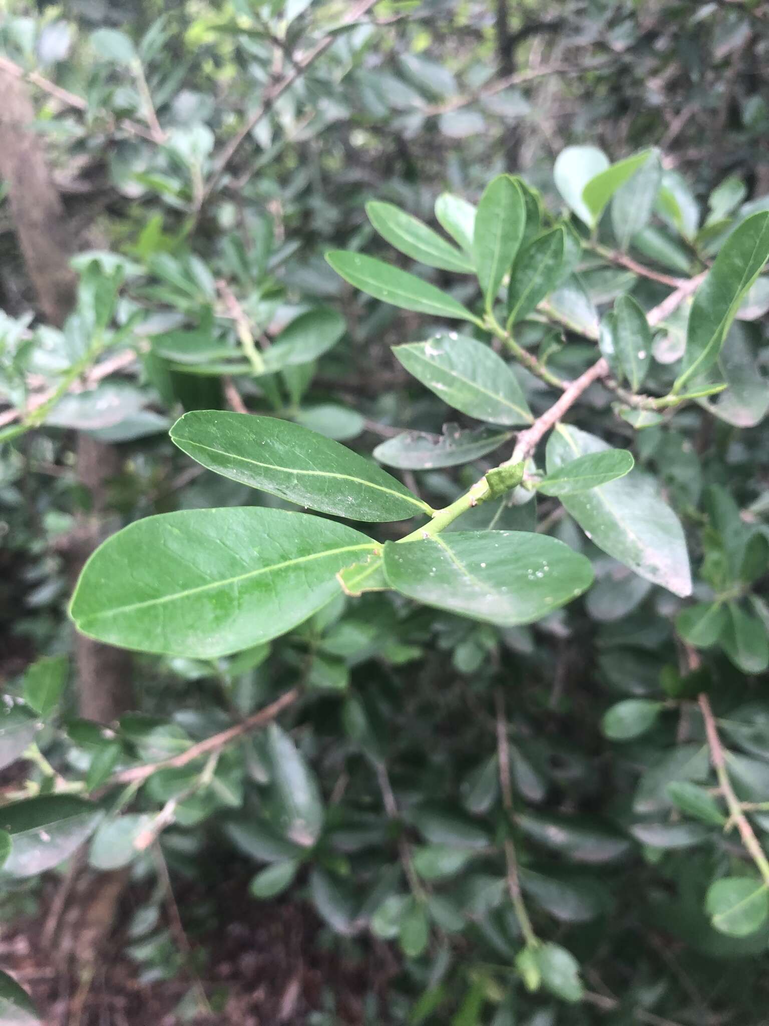 Imagem de Erythroxylum emarginatum Thonn.