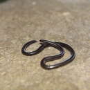 Image of Forest Thread Snake