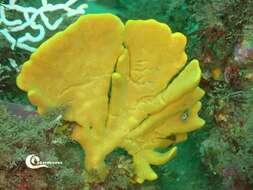 Image of branching sponge