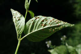 Plancia ëd Puccinia circaeae Pers. 1794