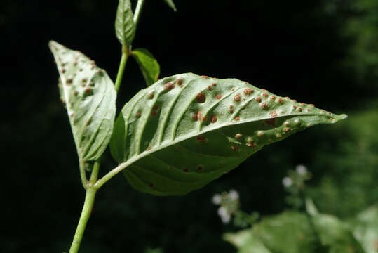 Imagem de Puccinia circaeae Pers. 1794