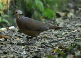 Image of Lined Quail-Dove