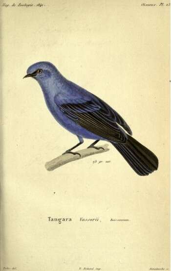 Image of Blue-and-black Tanager