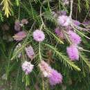 صورة Melaleuca decussata R. Br.