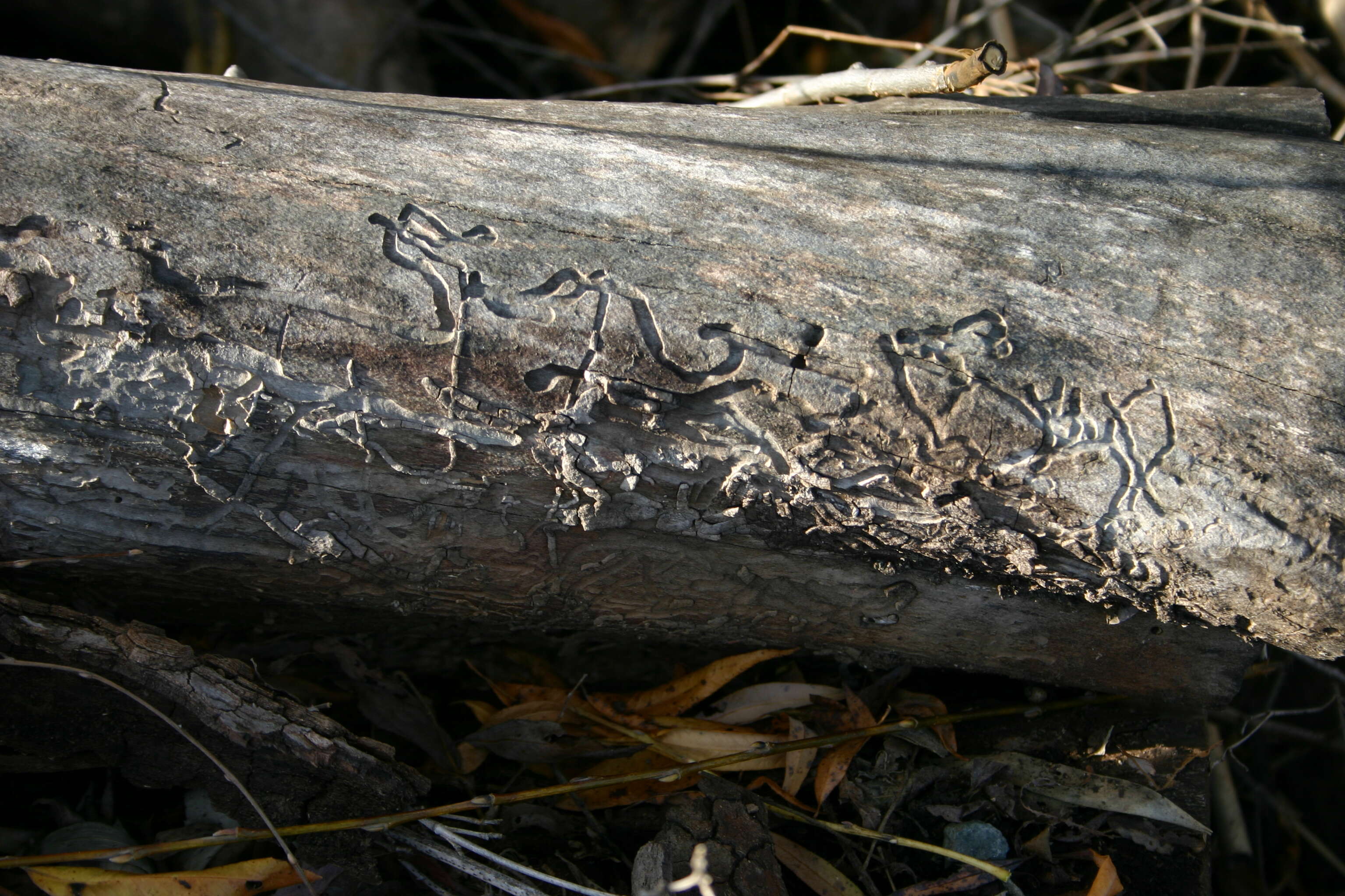 Image of flowering dogwood