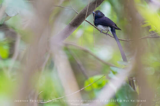 Image of Japanese Paradise Flycatcher