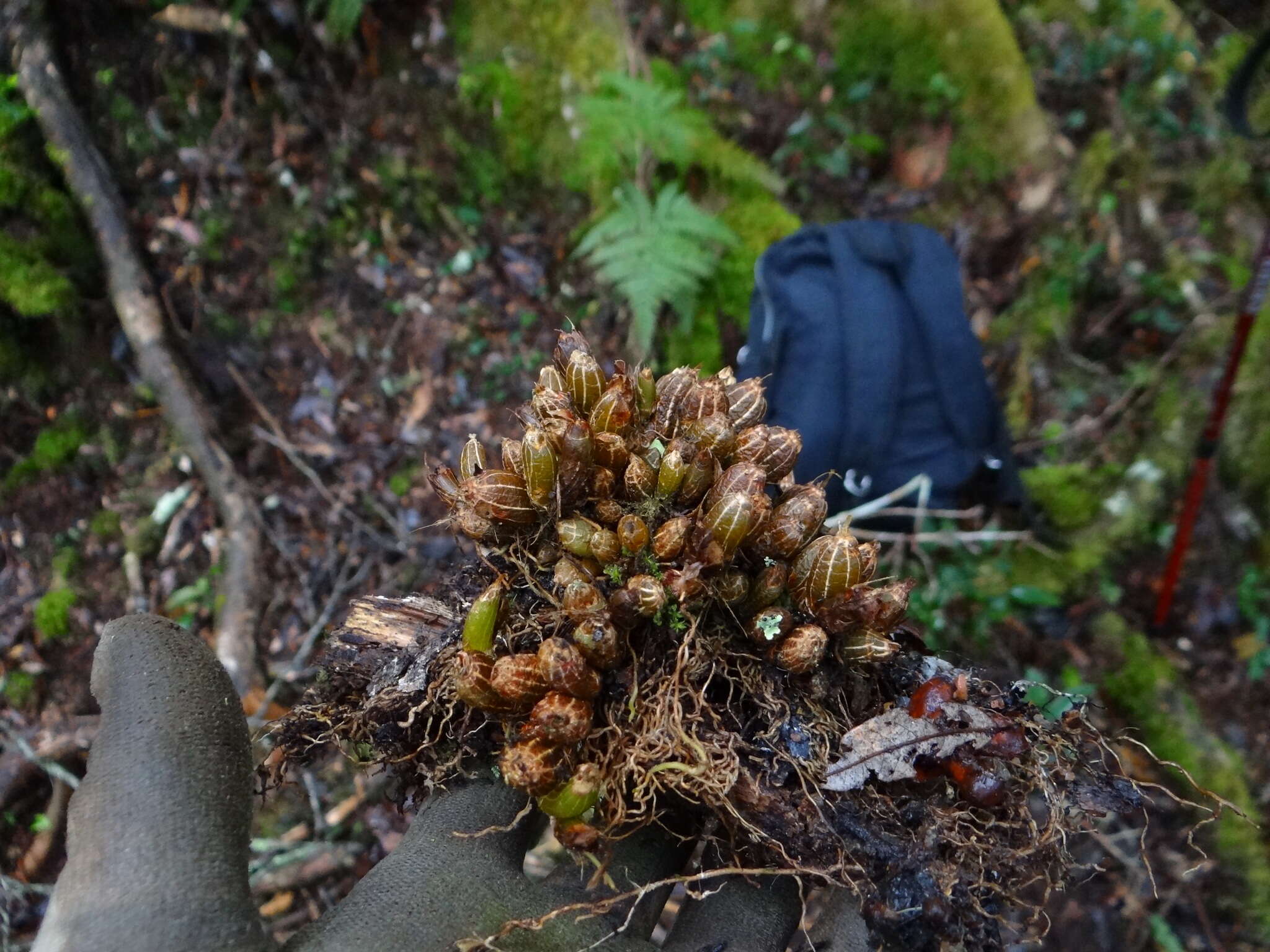 Conchidium japonicum (Maxim.) S. C. Chen & J. J. Wood的圖片