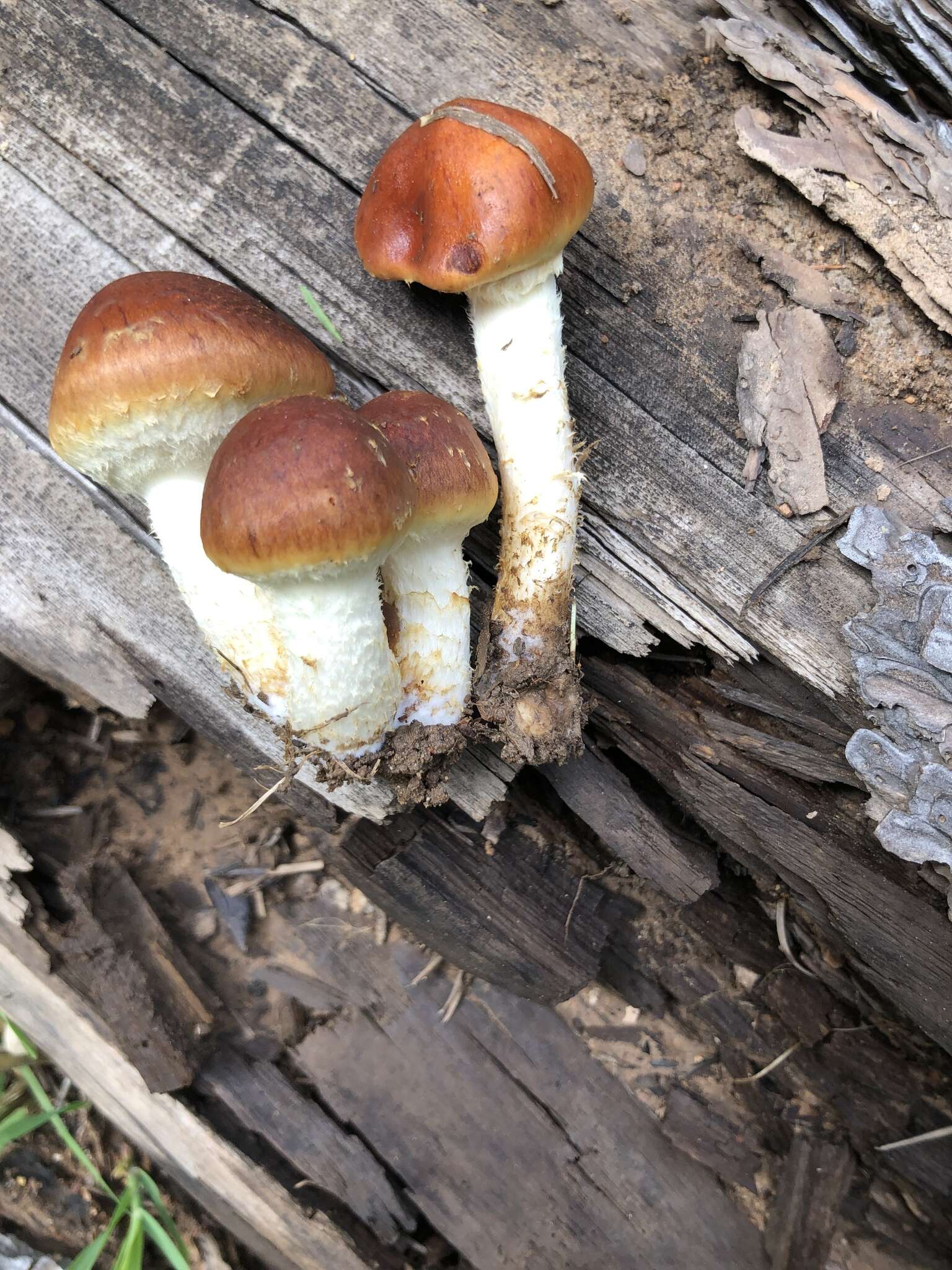 Image de Pholiota rufodisca A. H. Sm. & Hesler 1968