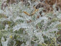 صورة Astragalus traskiae Eastw.