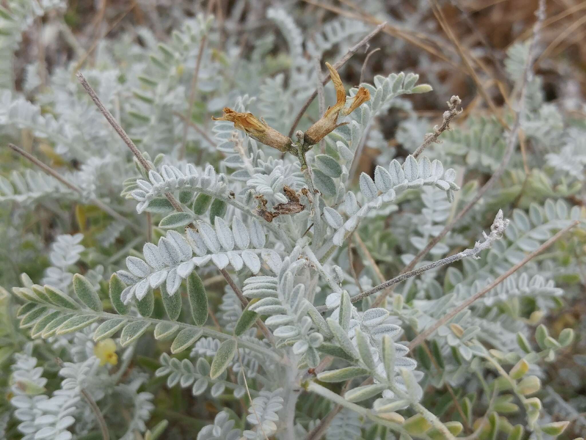 صورة Astragalus traskiae Eastw.