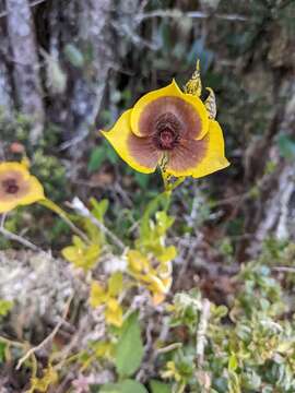 Imagem de Telipogon costaricensis Schltr.