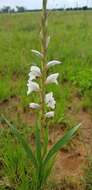 Слика од Gladiolus elliotii Baker