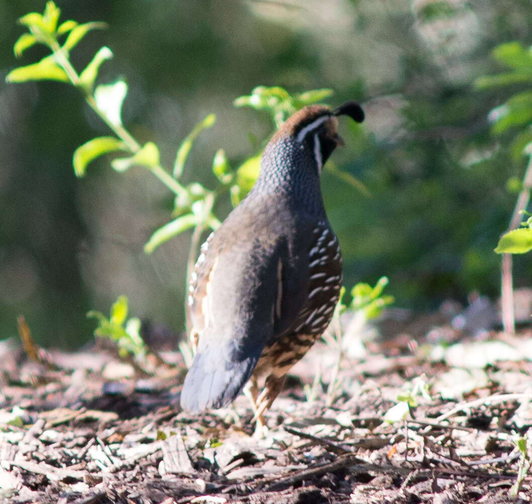 Image of Callipepla Wagler 1832